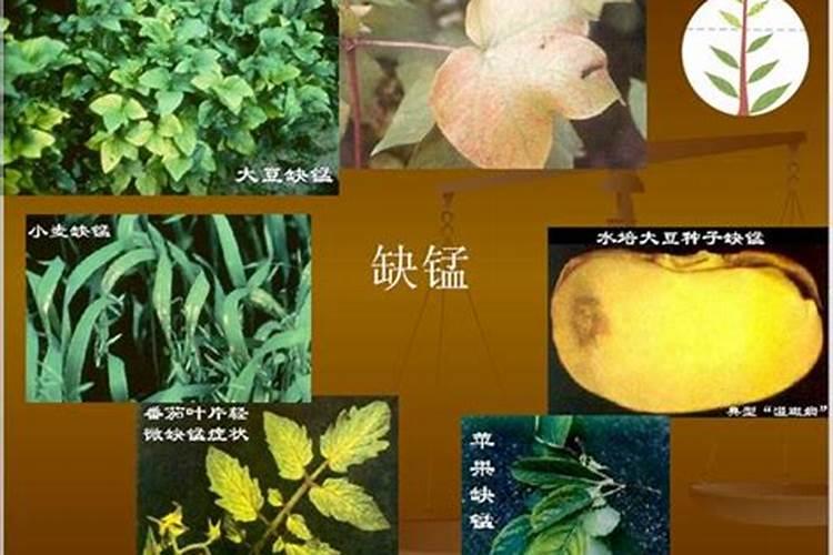 中量元素篇:各种元素的生理作用以及元素缺乏症状表现