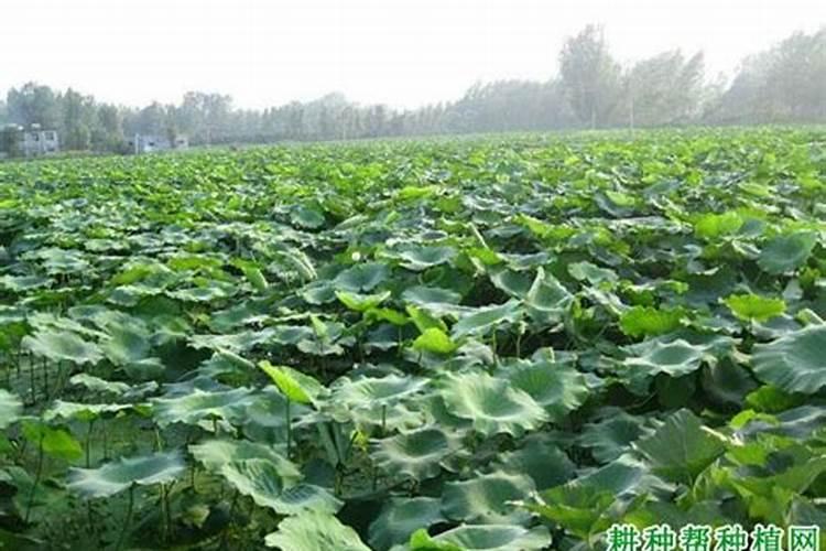 莲藕用什么肥料会白 肥料多了会不会坏掉