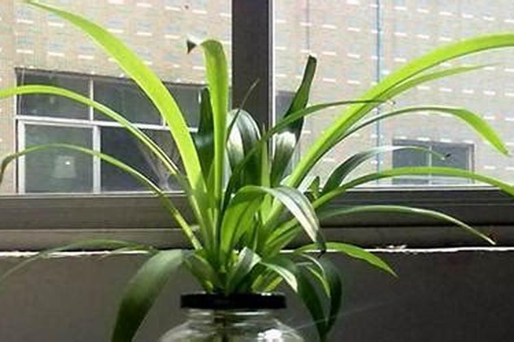 棉花的硼肥滴灌给棉花有用吗？