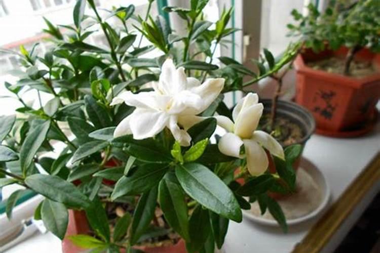 栀子花用什么肥料最好