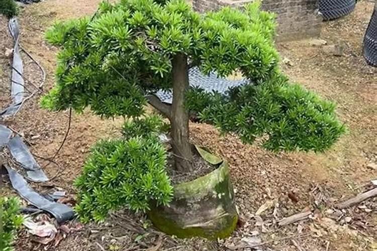 用什么办法让沙土地长好玉米？