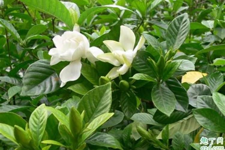 栀子花用什么肥最好