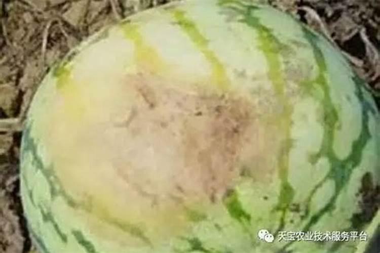 镁元素对植物体有何作用？枣树缺镁表现什么样症状？怎样预防缺镁症发生...