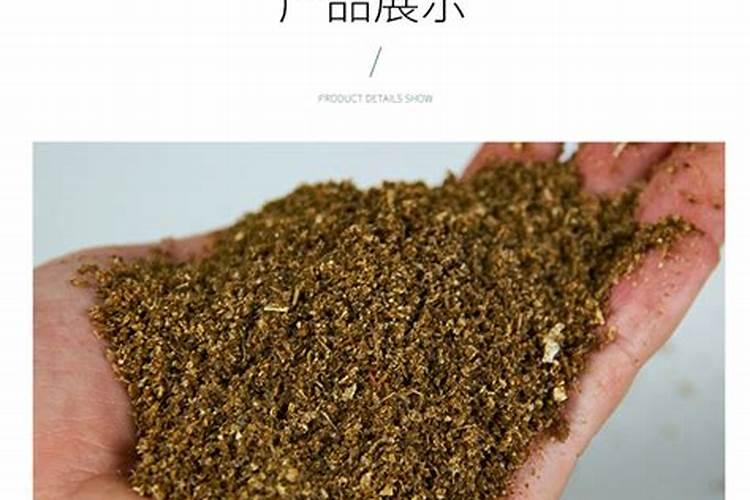 广西黄皮甘蔗多少度停止拔节