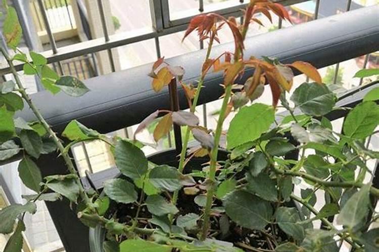 长期施钙镁磷肥害处