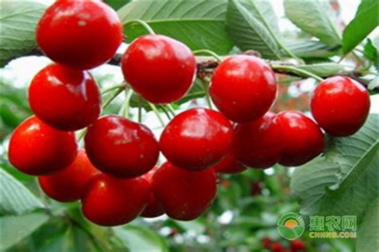 香蕉抽蕾前后的施肥量分别是多少？