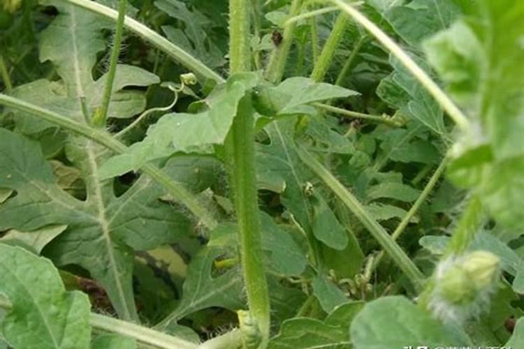 土豆根茎块膨大叶面肥？土豆用哪种肥料根茎块长势旺？