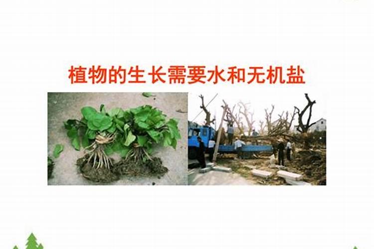 磷肥多长时间施一次