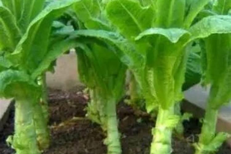 大头菜施肥用什么肥料