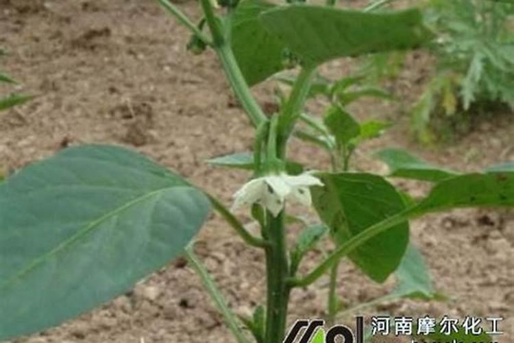 髂动脉狭窄治疗方法