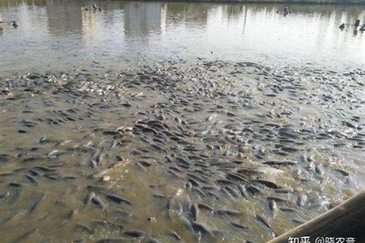 鱼内脏做肥料去臭方法 肥料使用原则