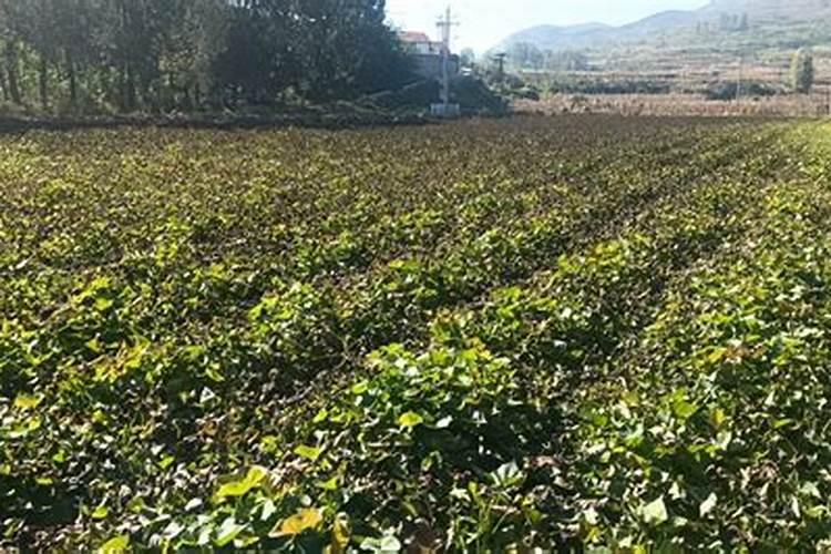 脐橙采果后喷什么叶面肥好