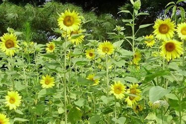 向日葵花期用什么肥料