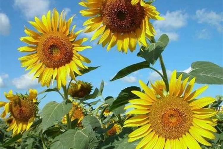 板栗树用什么肥料最好？