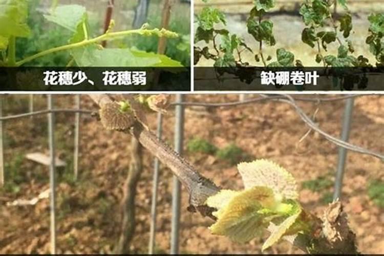 防治大豆荚枯病怎么播种前做好种子处理？