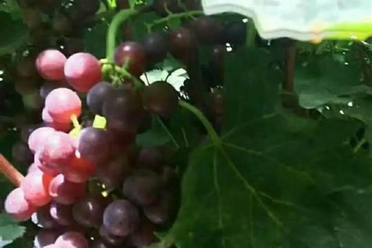 爱之蔓什么季节施肥最好 施肥多少合适