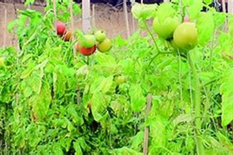 四季豆苗多大可以移植