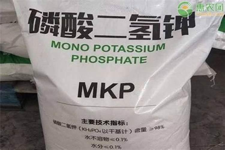 竹芋哪个品种最好养