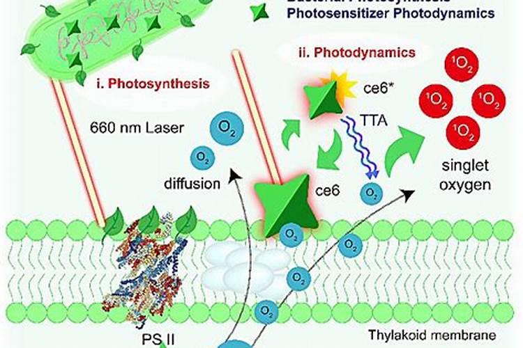 椰浆可以直接喝吗