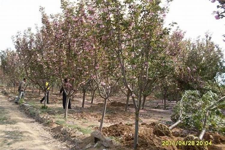 黄矿源黄腐酸钾肥用在贫瘠的土壤中有何效果