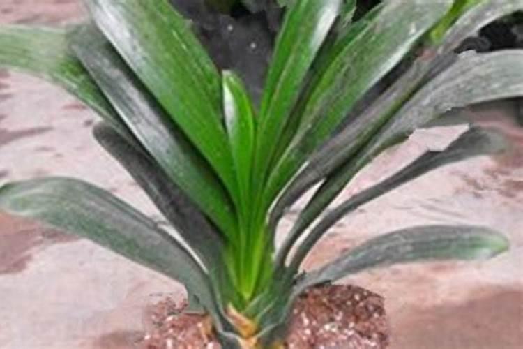 水培植物怎么施肥,掌握这几点选肥的原则,不黄叶不烂根长得快？