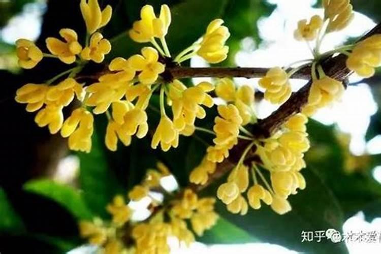 磷肥用于哪些花