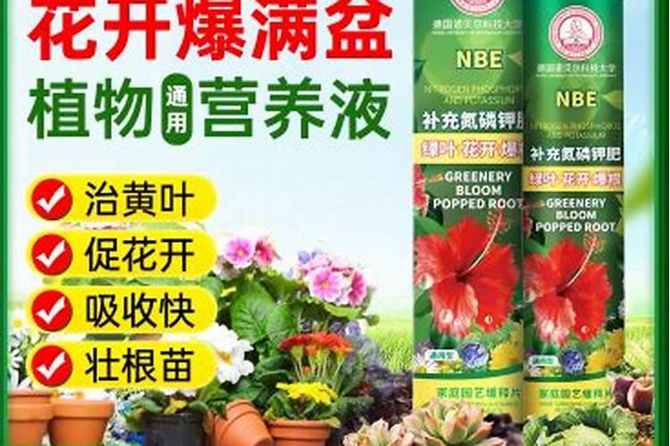 多肉可以用复合肥吗