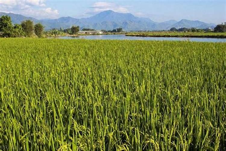 脲甲醛复合肥的优点和缺点是什么替代