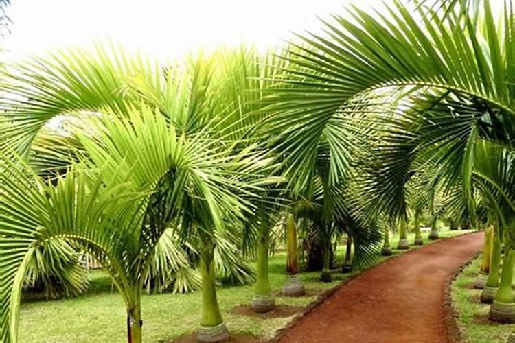 脲甲醛复合肥的优点和缺点是什么