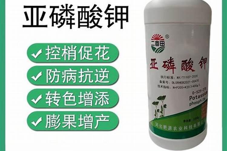 番茄种子消毒的方法有哪些(播种前种子杀菌处理的方法)