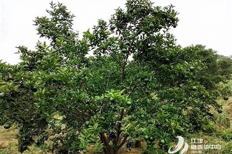 长寿花最好肥料 施肥方法是什么