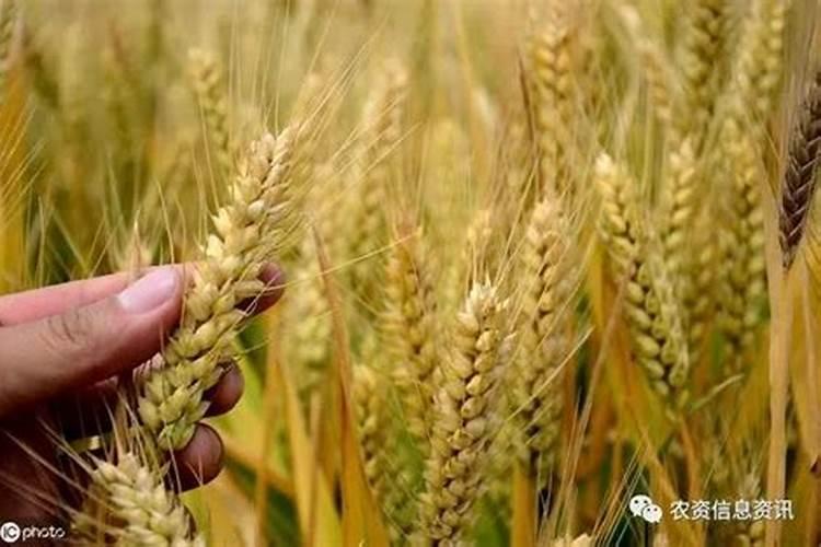 种植花生磷肥的正确方法