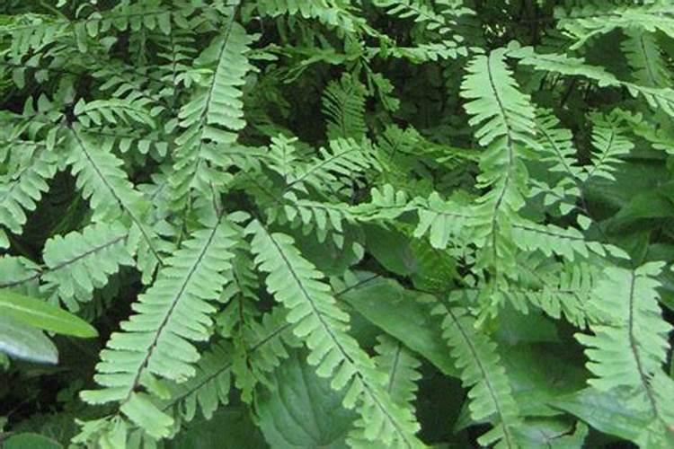 一斤鱼变成多少鱼蛋白肥料