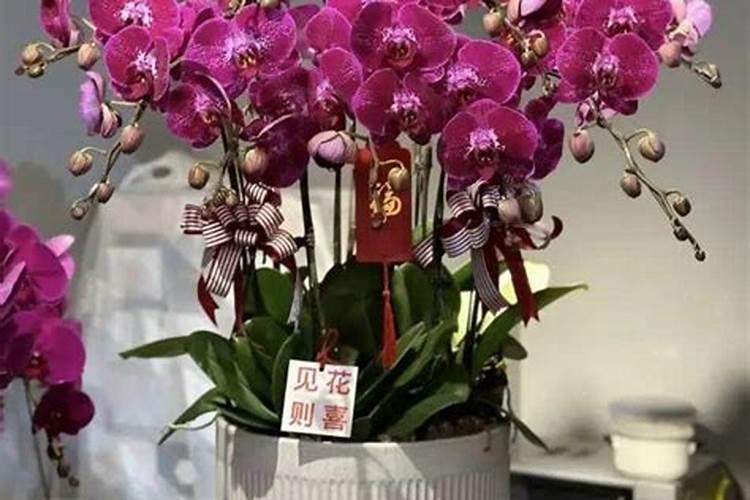 蝴蝶兰出花剑后怎样施肥