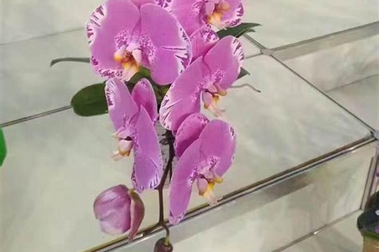 我家有牡丹花,绿萝,芦荟,蝴蝶兰这些花适合用硫酸亚铁花肥吗。