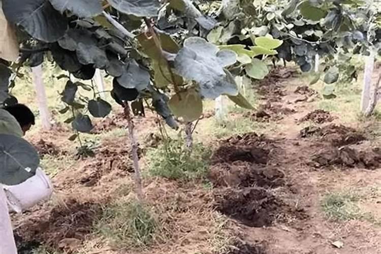 我想请问一下氮肥、磷肥(磷酸二铵)、钾肥(氯化钾)的价格分别是多少