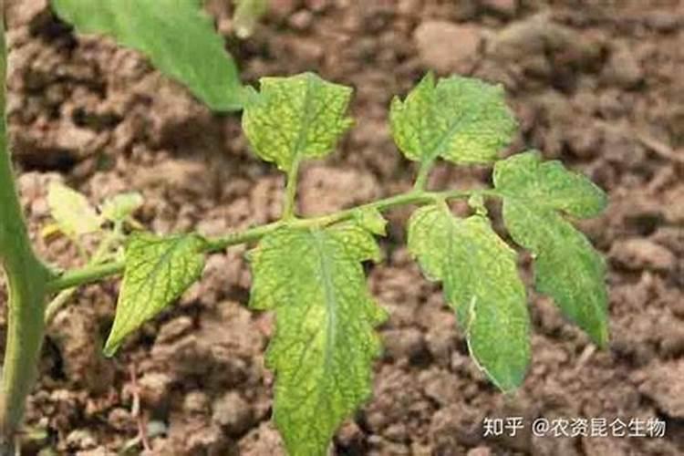 稻花香水稻肥的使用方法与注意事项