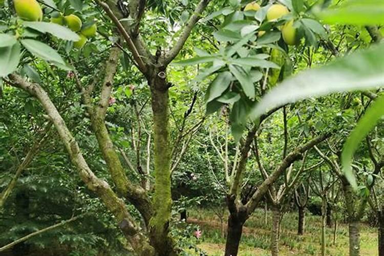 作物使用鱼蛋白肥会有什么效果？