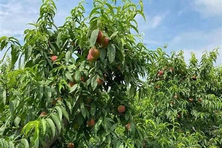 果树重茬烂根死树怎么补救