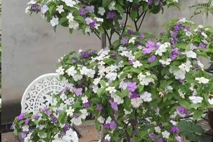 水溶性硅素可泡水吗