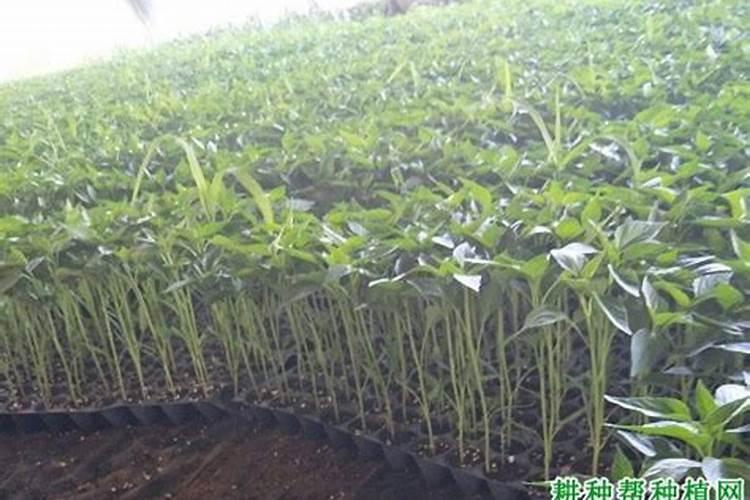 中量元素肥料有哪几种