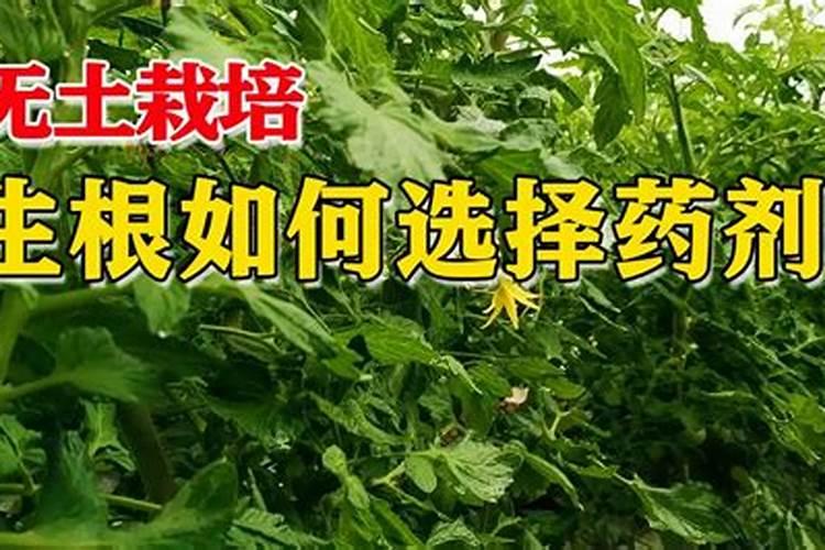 南非开普海藻肥效果