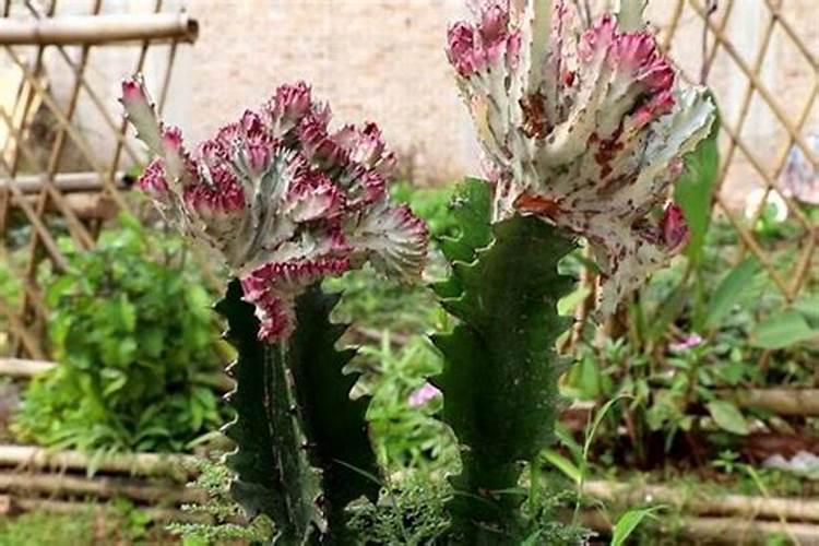 什么花适合施磷肥？