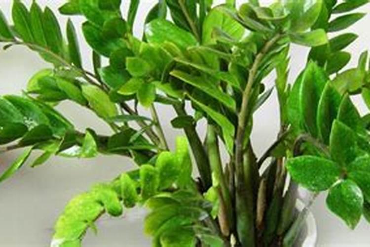 西瓜用磷酸二氢钾可以灌根吗