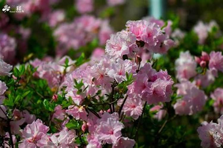 杜鹃花如何施肥