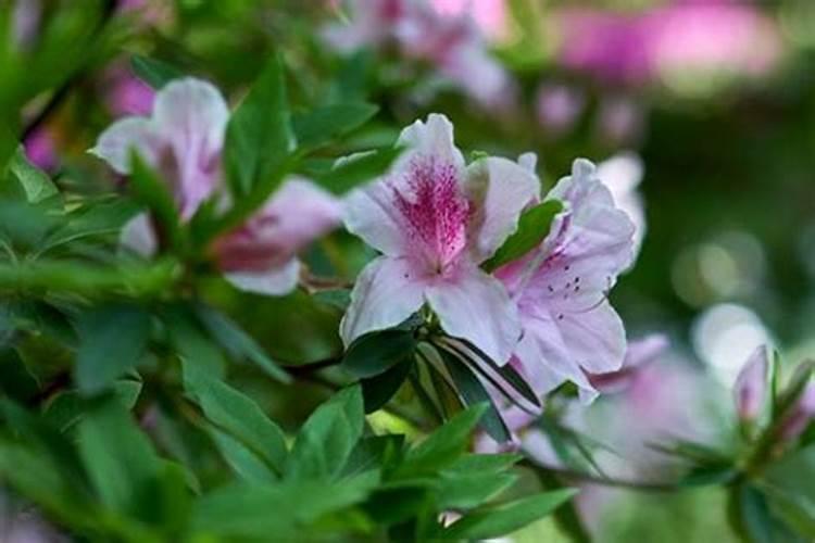 冬天养杜鹃花,就怕做错这3件事,让花苞落一地