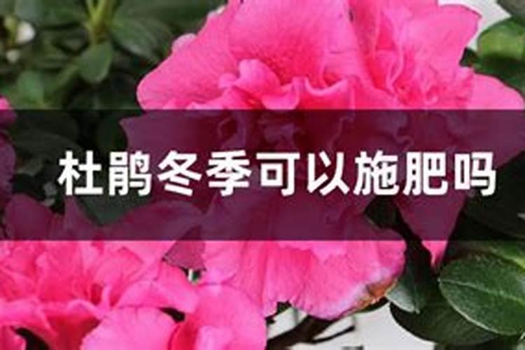 杜鹃冬季可以施肥吗,施肥过浓时掉叶还是什么情况(杜鹃花冬天会不会...