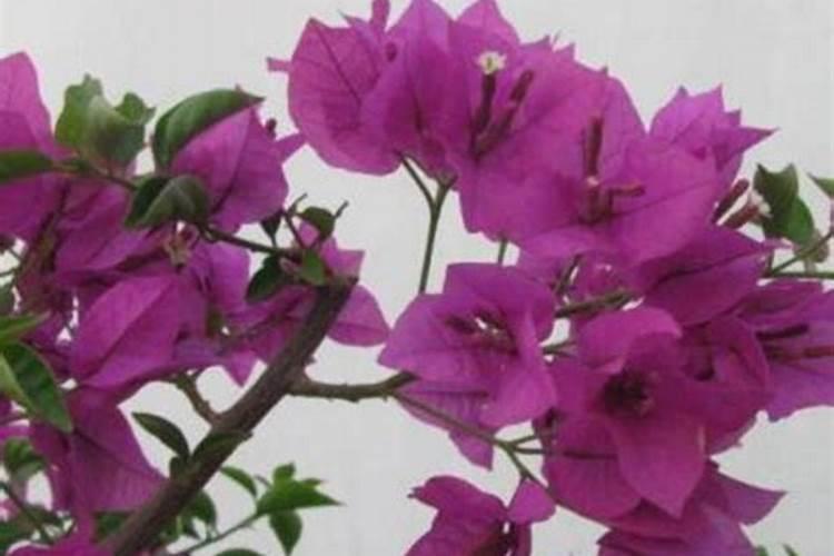 三角梅施什么肥花开满树