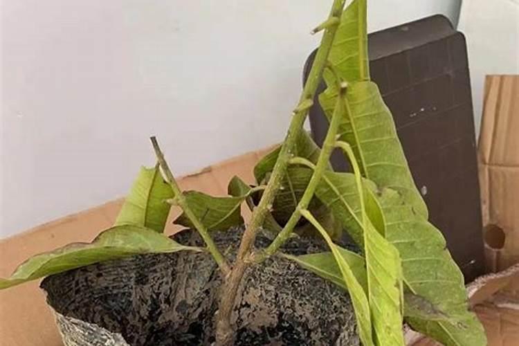 如何改良家里黄泥土？