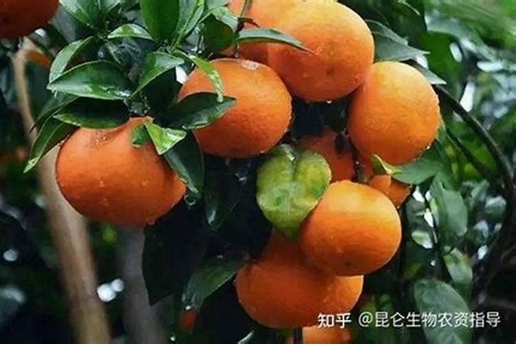 柑橘结果期上什么肥料好？柑橘挂果期用哪些肥料好？